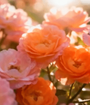 阳光下绽放的粉色月季花7900#横屏 