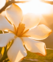 阳光下绽放的白色花朵2505#横屏 