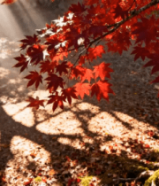 阳光照射下的红枫叶与地面光影1221#横屏 