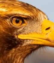 金雕头部特写素材13505#横屏 