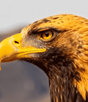 金雕特写素材4022#横屏 