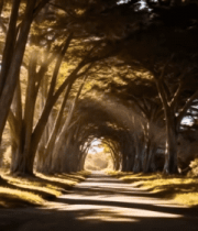 阳光照耀下的树林道路23#横屏 