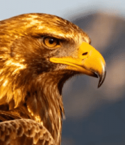 金雕头部特写素材13505#横屏 