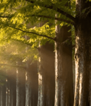 阳光照耀下的树林景象5819#横屏 