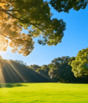 阳光照耀下的森林草地风景11665#横屏 