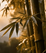 阳光照耀下带水珠的竹林7339#横屏 