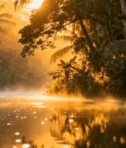 阳光照耀下的森林河流景观1964#横屏 