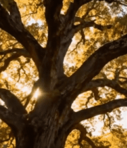 阳光照耀下的繁茂大树12846#横屏 