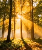 阳光照射下的森林景象(2)6941#横屏 