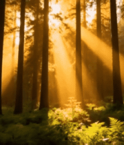 阳光照射下的森林景象(3)7452#横屏 