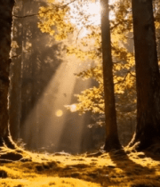 阳光照耀下的森林树林景象12287#横屏 