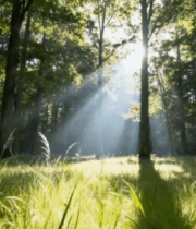 阳光照耀下的森林草地(1)7368#横屏 