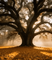 阳光照耀下的森林大树景观7484#横屏 