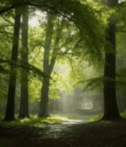 阳光照耀下的森林风景1265#横屏 