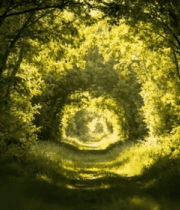 阳光照耀下的林间小道7201#横屏 