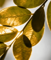 阳光照射下的绿叶特写(2)5911#横屏 