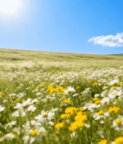 阳光照耀下的花草田野9985#横屏 