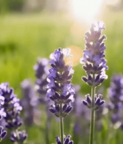 阳光下绽放的紫色薰衣草7433#横屏 