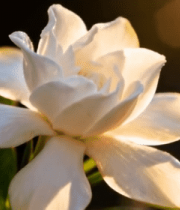 阳光下绽放的白色栀子花(2)11919#横屏 