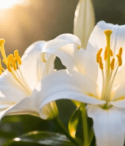 阳光下绽放的白色百合花5335#横屏 