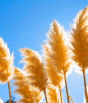 阳光下摇曳的芦苇自然景象12267#横屏 