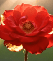 阳光下特写红色花朵8465#横屏 