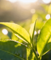 阳光下的鲜嫩茶叶素材9333#横屏 