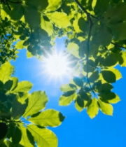 阳光下的绿叶蓝天景象7375#横屏 