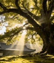 阳光下古树下的传统建筑4721#横屏 