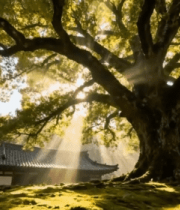 阳光下古树下的传统建筑4721#横屏 