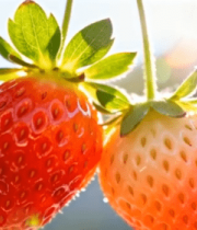 阳光下挂着的新鲜草莓12907#横屏 