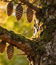 阳光下的松果与松树特写3226#横屏 