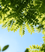 阳光下的绿叶特写10219#横屏 