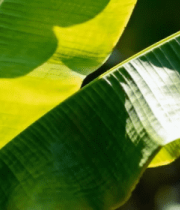 阳光下的香蕉树叶特写8279#横屏 