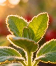 阳光下的绿色植物与红色果实8080#横屏 