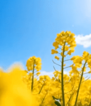 阳光下的油菜花海4217#横屏 