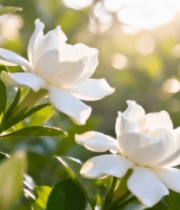 阳光下盛开的白色栀子花166#横屏 