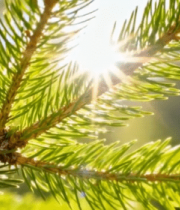 阳光下的松树枝特写(1)13004#横屏 