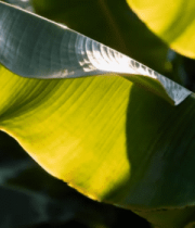 阳光下的绿色宽大植物叶片11348#横屏 