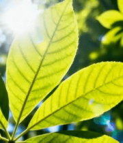 阳光下的绿色树叶特写(3)10150#横屏 