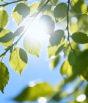 阳光下的绿色树叶特写(2)8267#横屏 