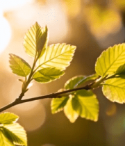 阳光下嫩绿树叶特写7738#横屏 