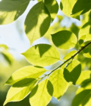 阳光下的绿色树叶特写(1)7028#横屏 