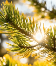 阳光下的松树枝特写3945#横屏 