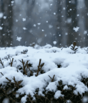 积雪覆盖绿植雪花飘落场景11806#横屏 