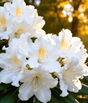 阳光下盛开的白色花朵10674#横屏 