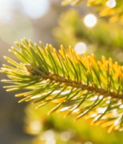 阳光下的松树枝特写素材7903#横屏 