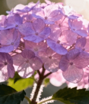 阳光下的紫色绣球花404#横屏 