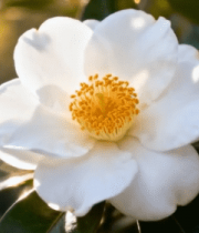 阳光下盛开的白色山茶花13439#横屏 