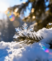 阳光下积雪覆盖的松枝特写13953#横屏 